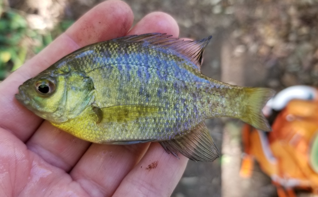 Bluegill from Newton County, MO, USA on October 12, 2019 at 03:55 PM by ...