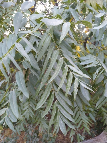 Southern California Walnut