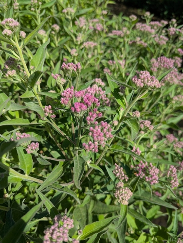 iNaturalist observation photo of marsh fleabane