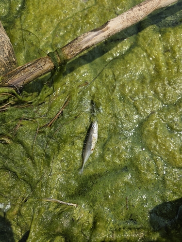 Ninespine Stickleback