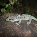 Brazilian Gecko - Photo (c) adrianomaciel, all rights reserved, uploaded by adrianomaciel