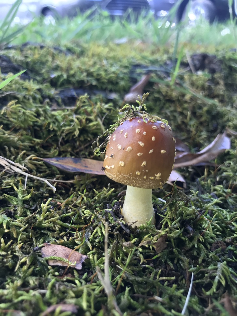 amanita mushrooms from Goodwin Rd, Chattanooga, TN, US on October 10