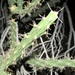 Cylindropuntia × neoarbuscula - Photo (c) Jared Shorma, כל הזכויות שמורות, הועלה על ידי Jared Shorma