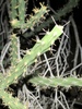 Cylindropuntia × neoarbuscula - Photo (c) Jared Shorma, all rights reserved, uploaded by Jared Shorma