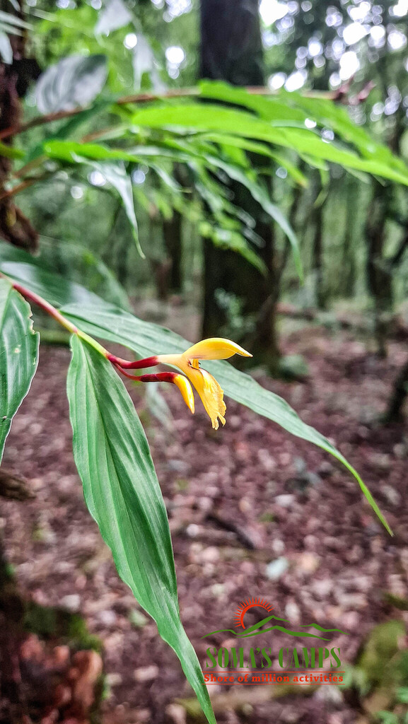 Cautleya gracilis (Cautleya gracilis)