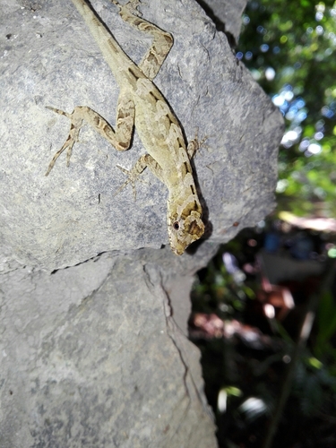 Silky Anole