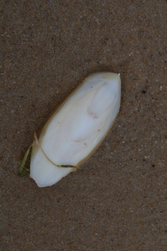 Sepia officinalis