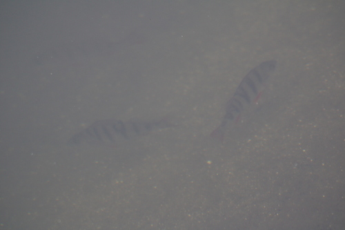 Perca fluviatilis