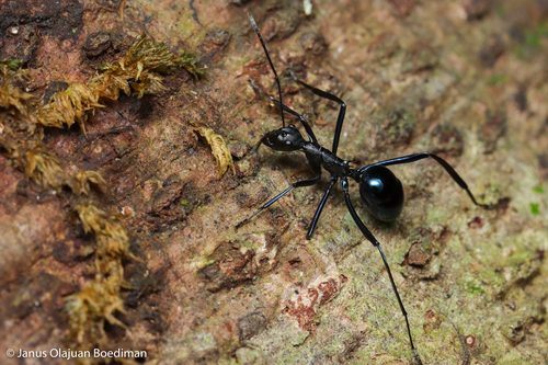 Polyrhachis chalybeaPolyrhachis chalybea