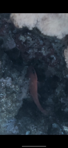 Mediterranean Cardinalfish
