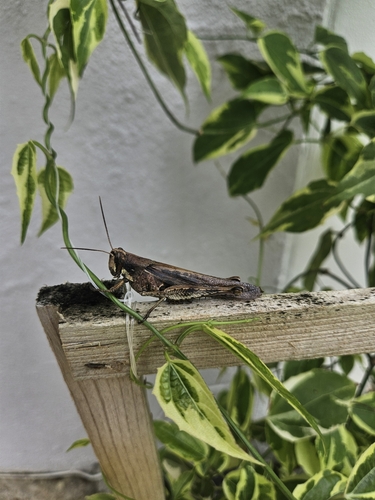 Schistocerca nitens virginica