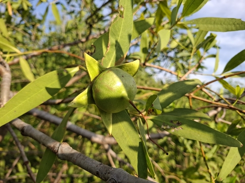 Sonneratia lanceolata