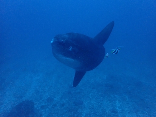 Bump-head Mola — seen at this dive site