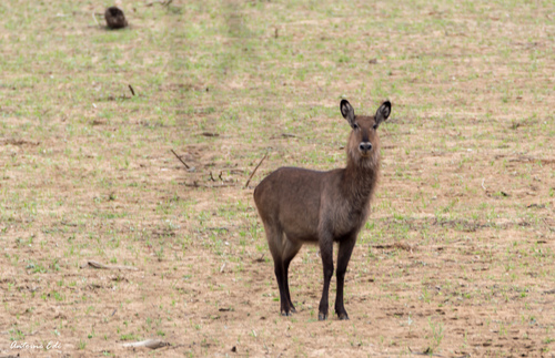 Defassa Waterbuck