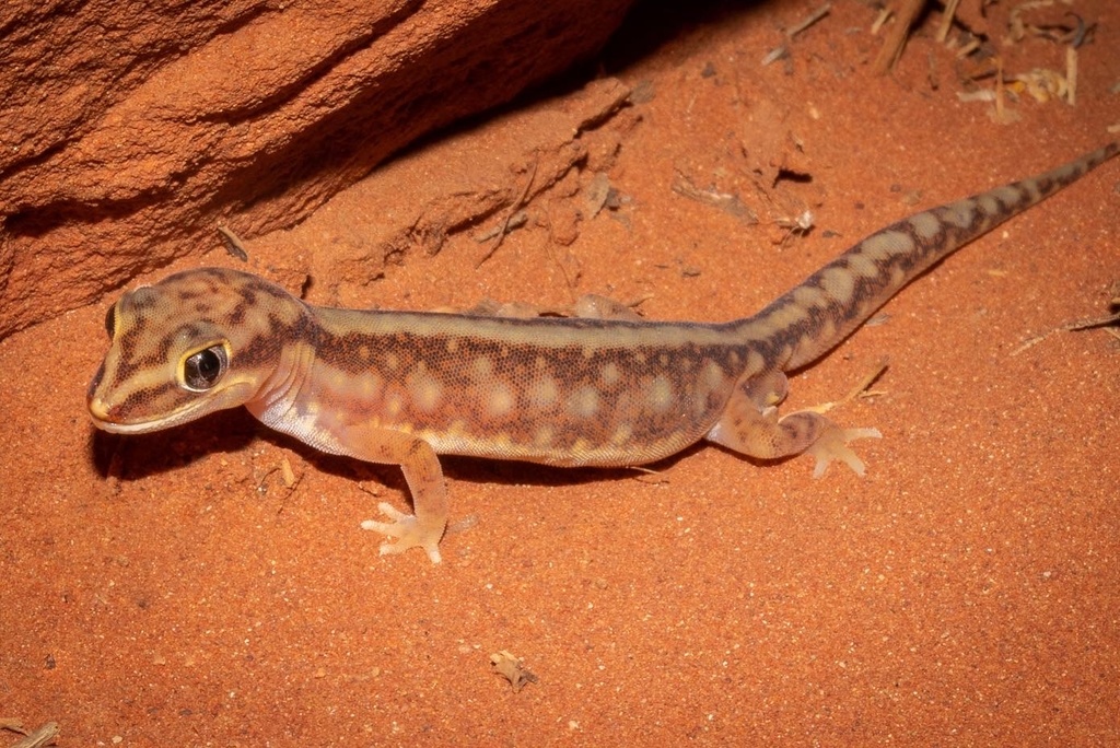 Crowned Gecko from Petermann, NT, AU on October 12, 2019 at 09:23 PM by ...