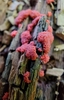 Tubifera - Photo (c) Ruth Celniker, all rights reserved, uploaded by Ruth Celniker