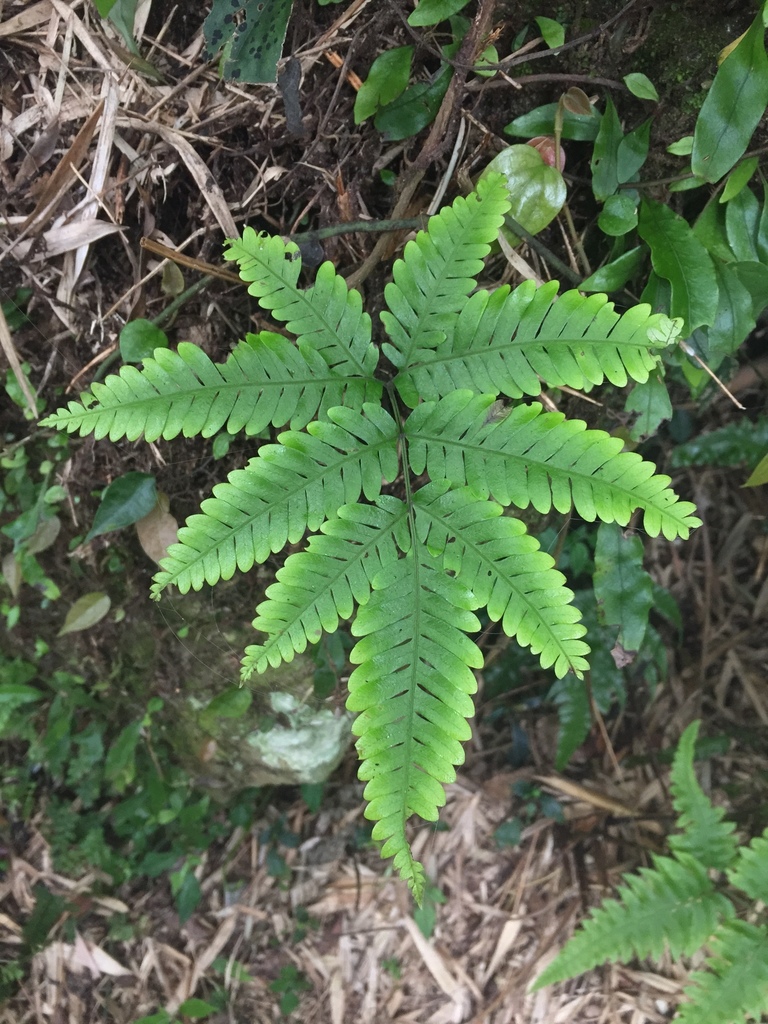 Pteris kawabatae (Pteris kawabatae)