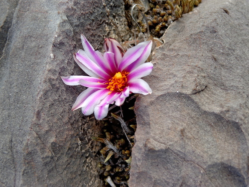 Turbinicarpus schmiedickeanus ssp. rubriflorus