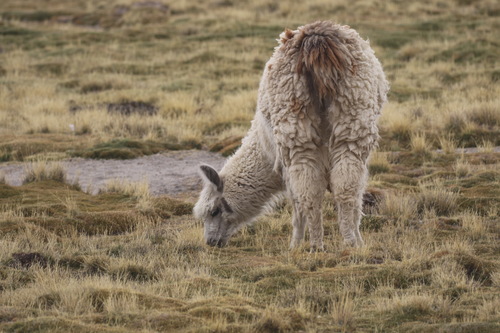 Alpaca