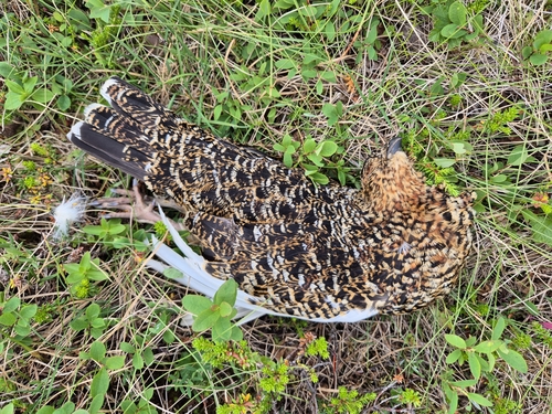 Willow Ptarmigan