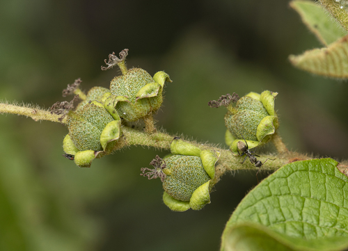Croton blanchetianus