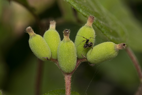 Guettarda sericea
