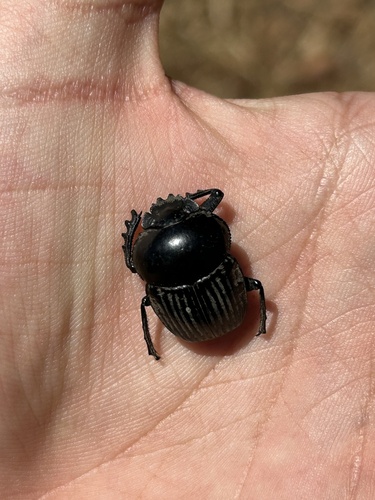Scarabaeus laticollis