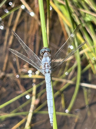 Keeled Skimmer