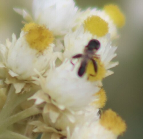 Unknown species found near Franklin to the Fort, Missoula, MT, USA