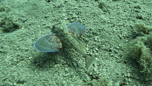 Chelidonichthys lastoviza