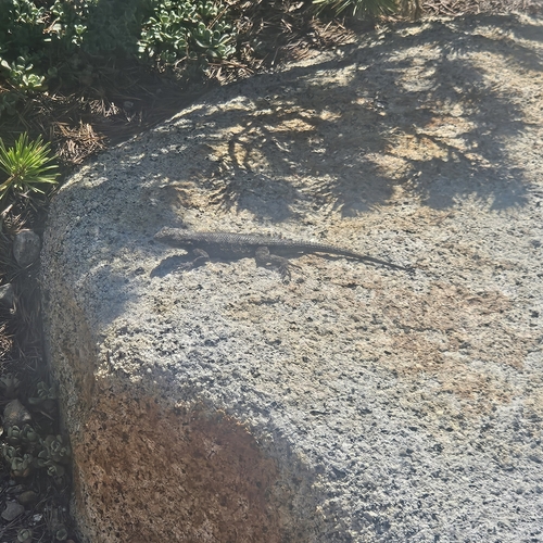 iNaturalist observation photo of Western Fence Lizard