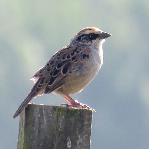 Striped Sparrow