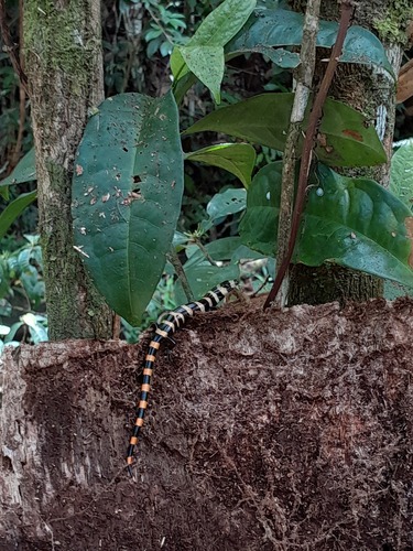 Banded Galliwasp