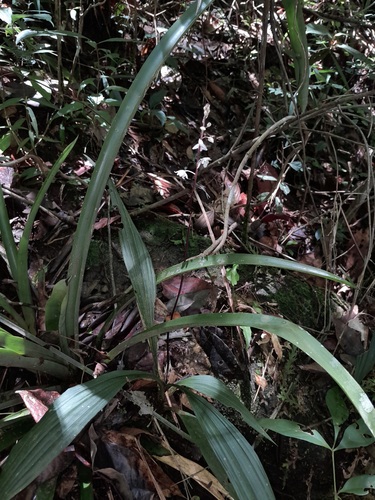 Paradisanthus bahiensis
