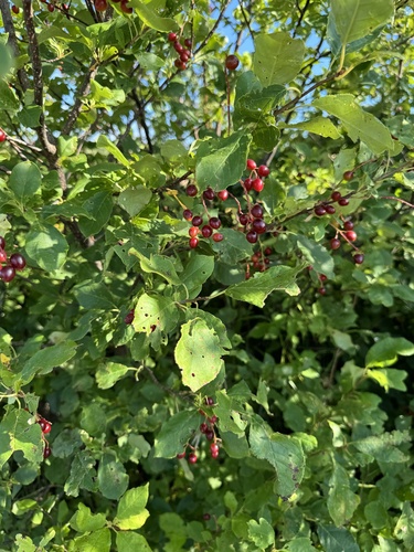 chokecherry