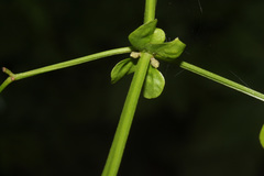 Bignonia diversifolia image