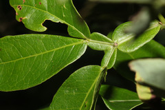 Image of Pithecellobium furcatum