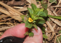 Mecardonia procumbens image