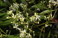 Azadirachta indica image