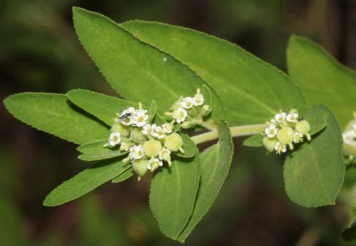 Euphorbia lasiocarpa image