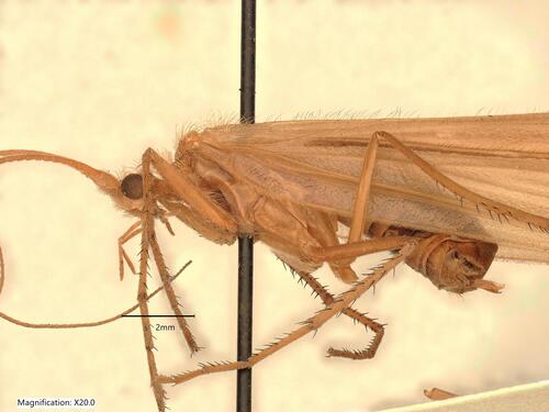 iNaturalist observation photo of Caddisflies