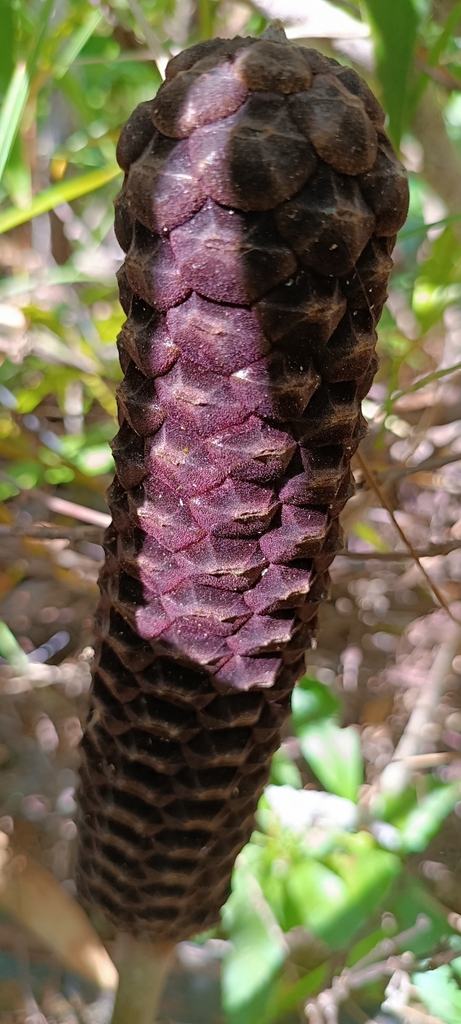 Zamia ulei
