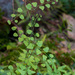 Climbing Maidenhair - Photo (c) williamdomenge9, all rights reserved, uploaded by williamdomenge9