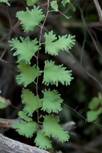 Climbing Maidenhair