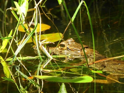 Spectacled Caiman