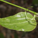 Smilax spinosa - Photo 由 Ruth Ripley 所上傳的 (c) Ruth Ripley，保留所有權利