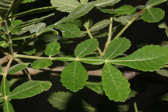 Bursera tomentosa image