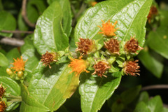 Calea jamaicensis image
