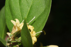 Image of Chiococca semipilosa