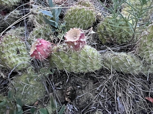 iNaturalist observation 2025-07-20